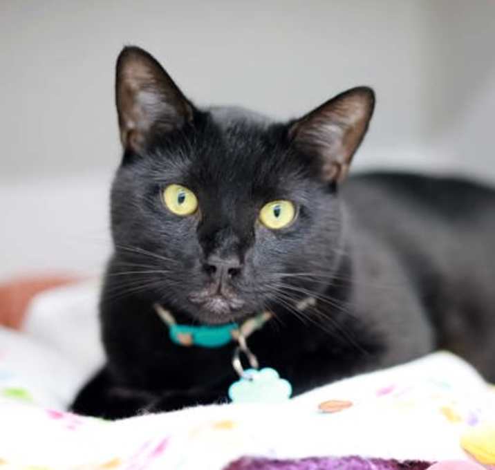 Photo of Binx