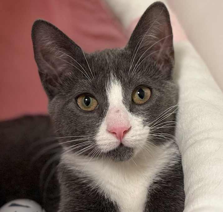 Photo of Flurry (with sibling)