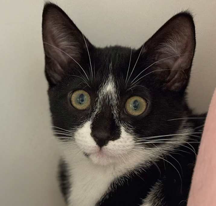 Photo of Blaze (with sibling)