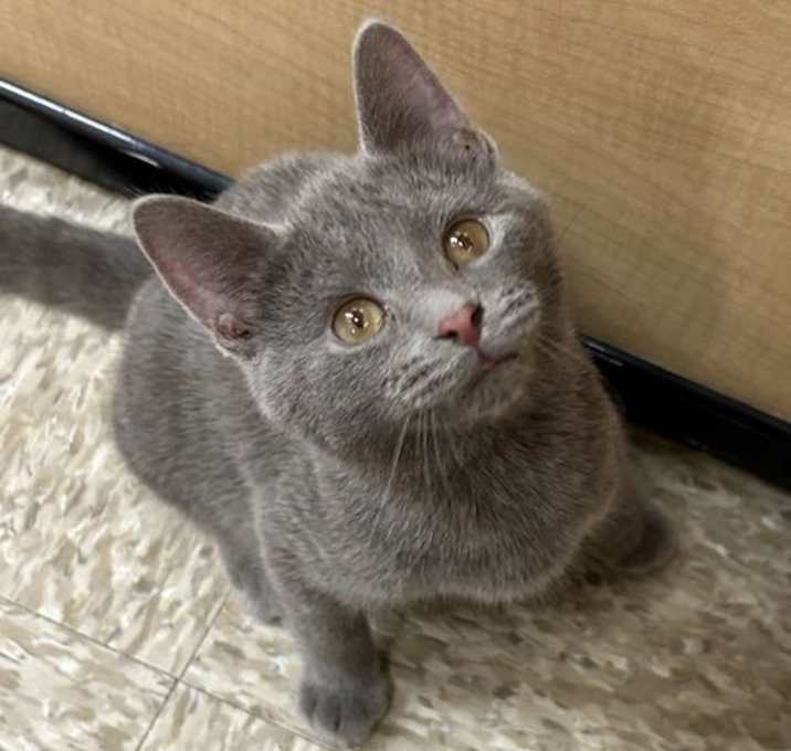 Photo of River Kitten 2025