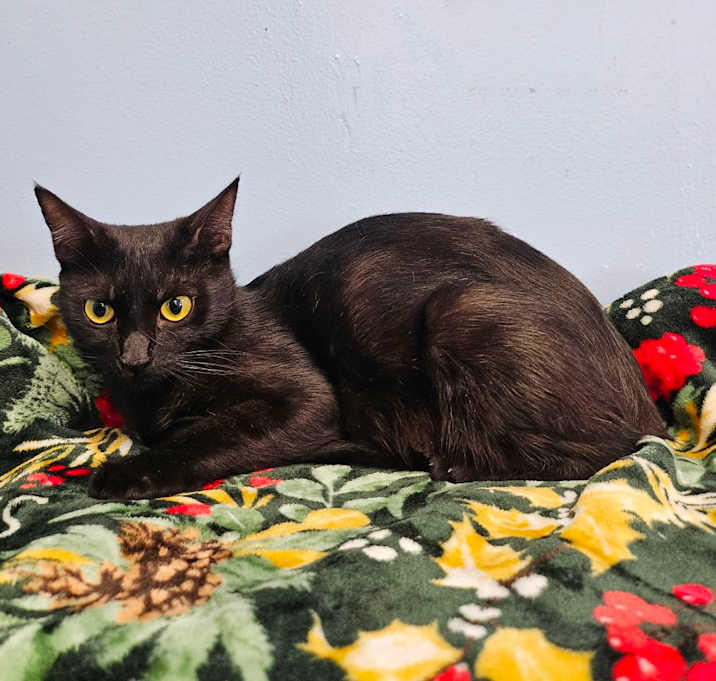 Photo of Iron Maiden