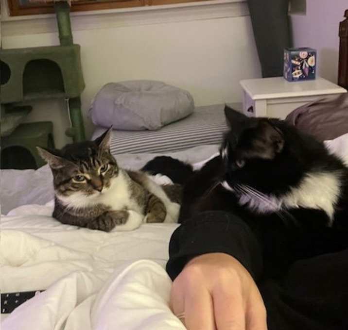 Photo of Gizmo & Mittens (bonded pair)