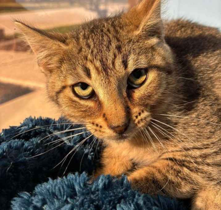 Photo of C305 Litter Jingles