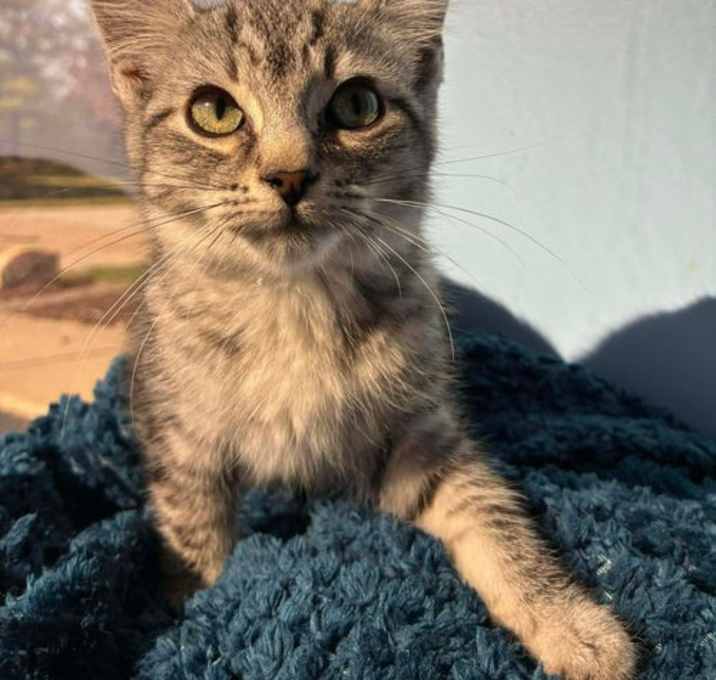 Photo of C305 Litter Eggnog