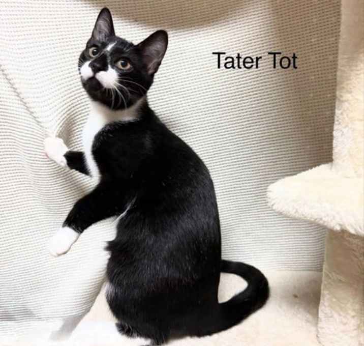 Photo of Tater Tot