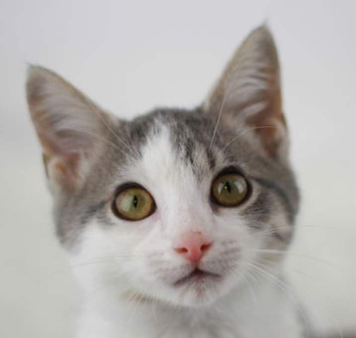 Photo of Ralph - SEE ME @ PETCO!
