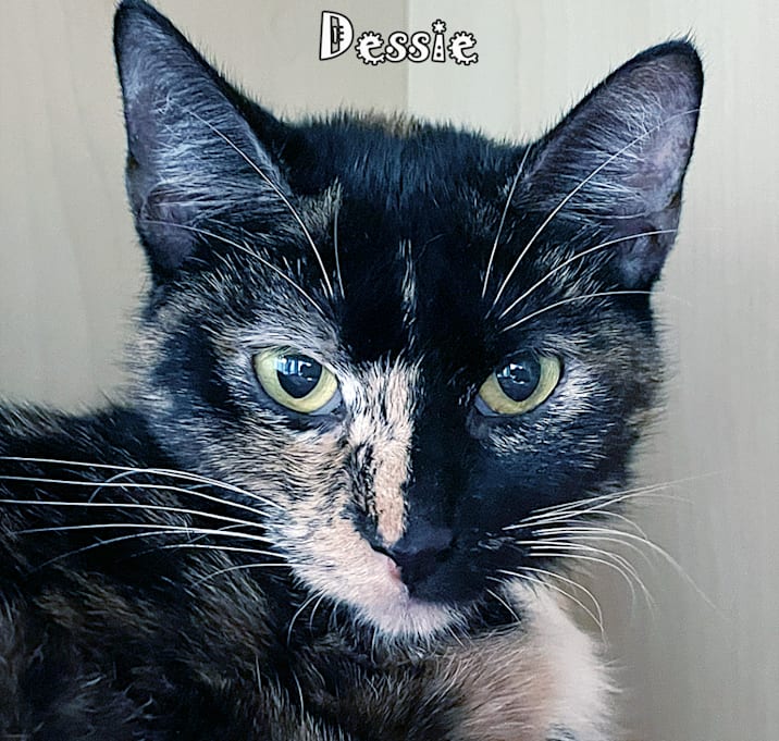 Photo of Dessie @PAWZ pet cafe