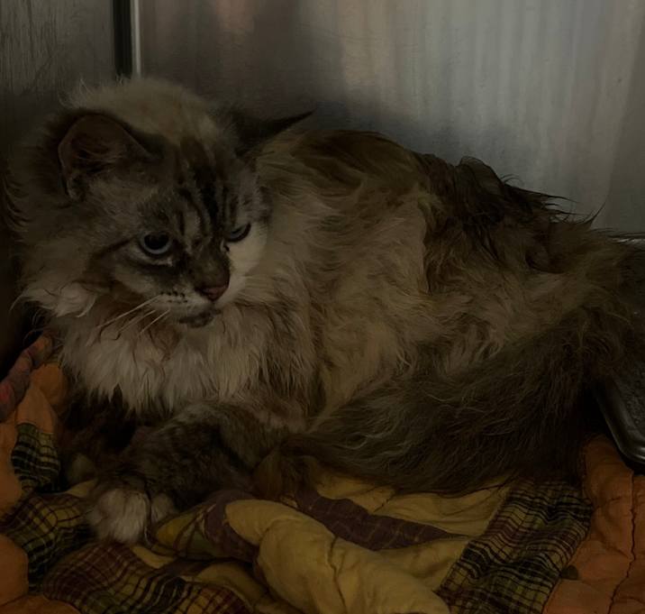 Photo of Angel-Jelly