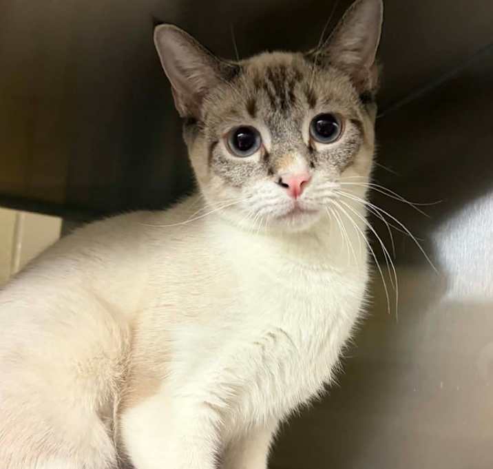 Photo of Sugar Cookie