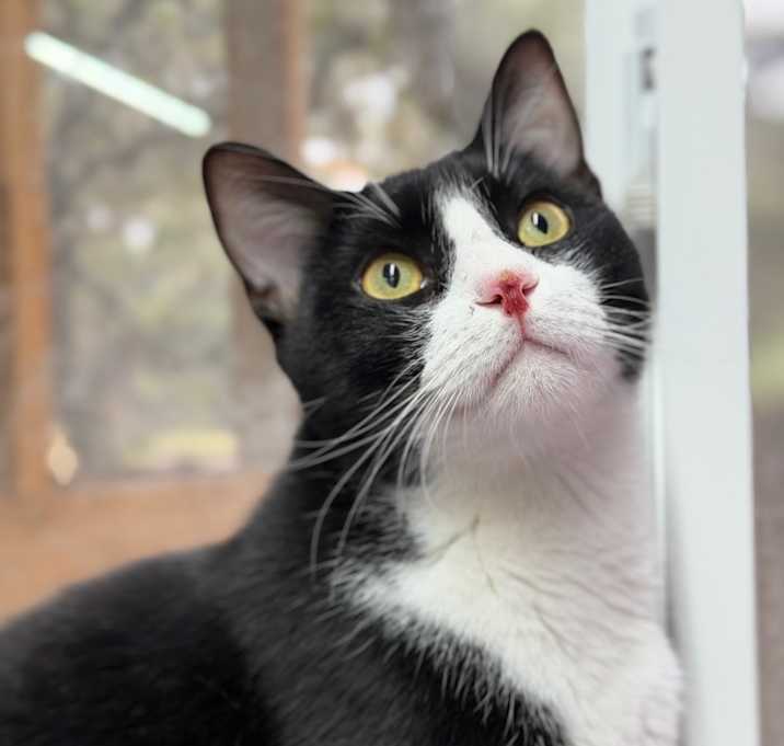 Photo of Oreo Speedwagon