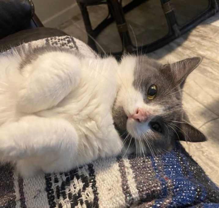 Photo of Squishmallow