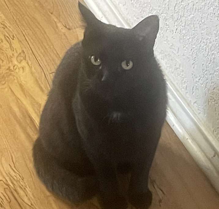 Photo of Midnight