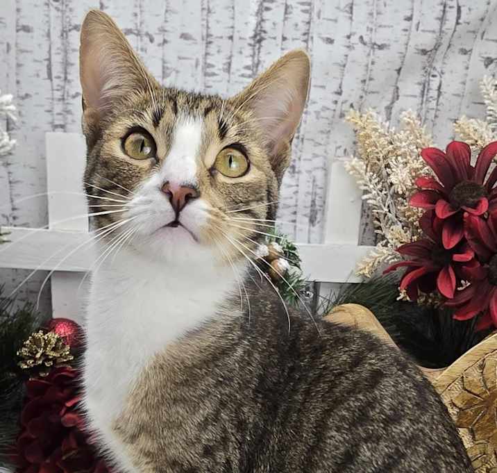 Photo of Beignet - Pro Bed Supervisor!