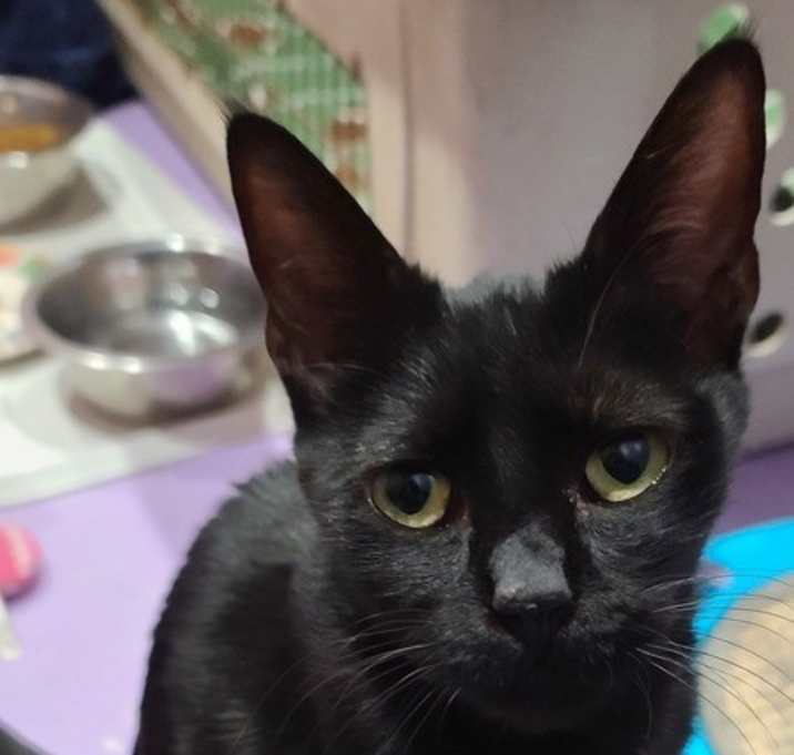 Photo of Dahlia Dena