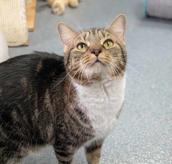 Photo of Jalapeno Popper