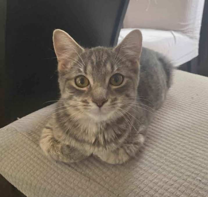 Photo of C306 Litter Hazel