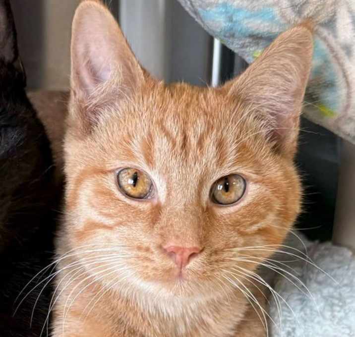 Photo of Stephen - Reduced Fee!