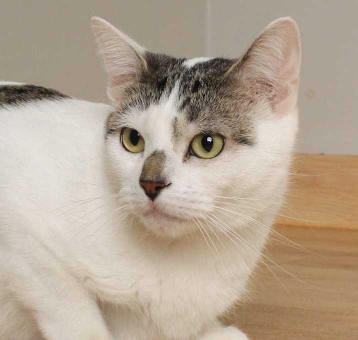 Photo of Izzy C64973