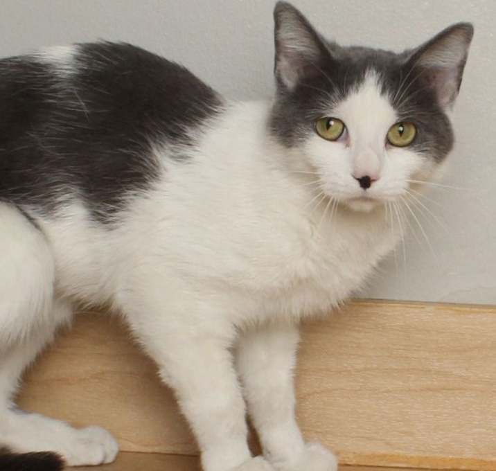 Photo of Picnic C65281