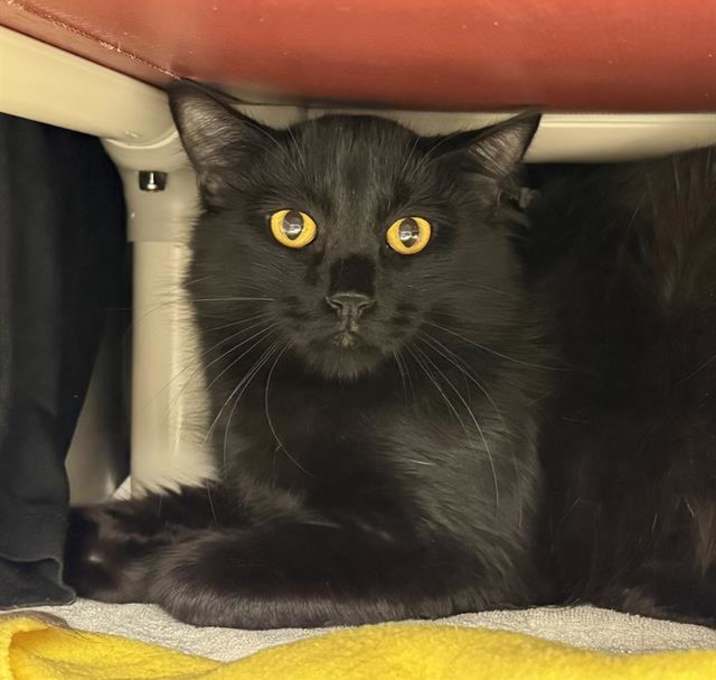 Photo of *KNIGHT PAWS