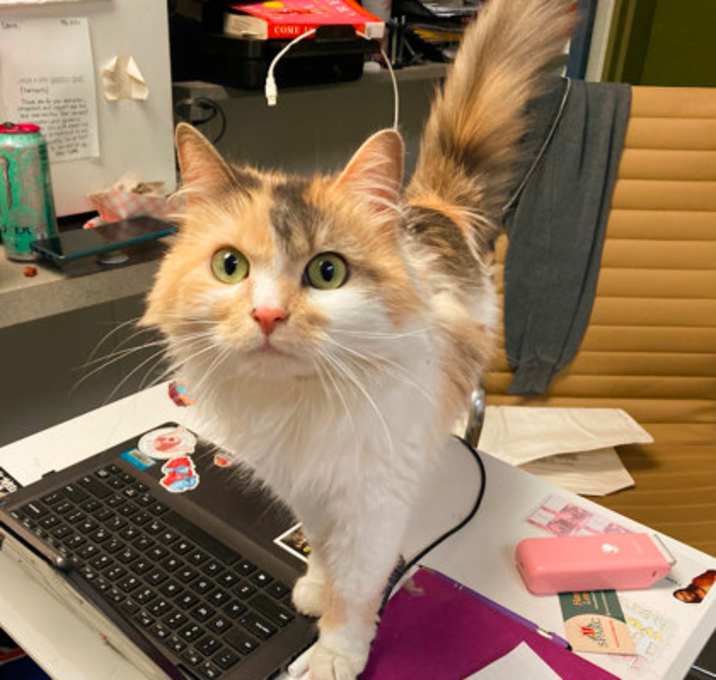 Photo of Bella Boop - Available in Fost