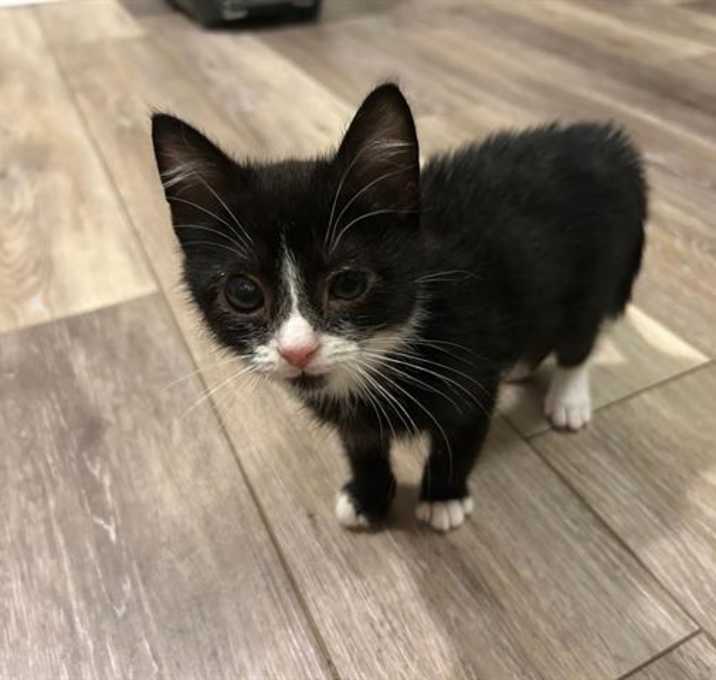 Photo of LUCKY CHARMS