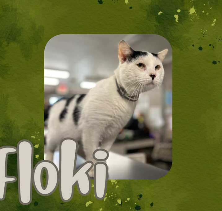 Photo of Floki