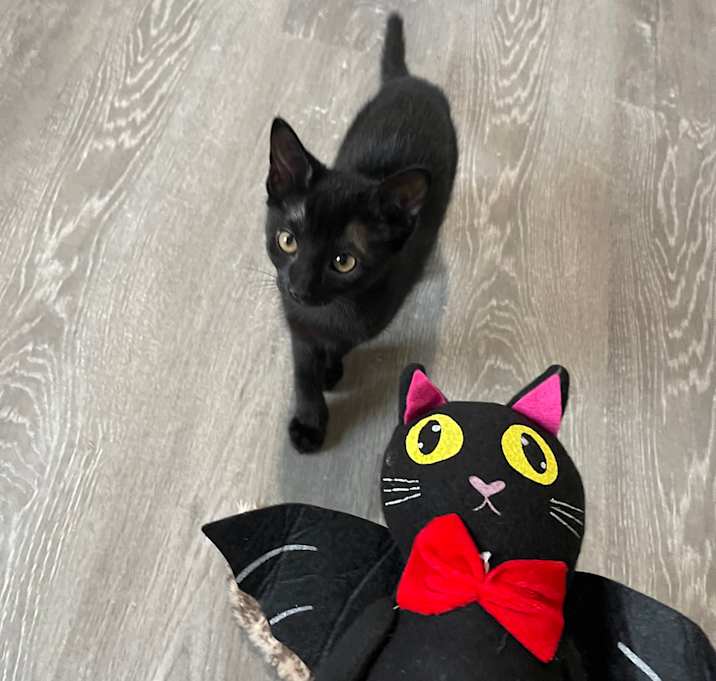 Photo of Jiji