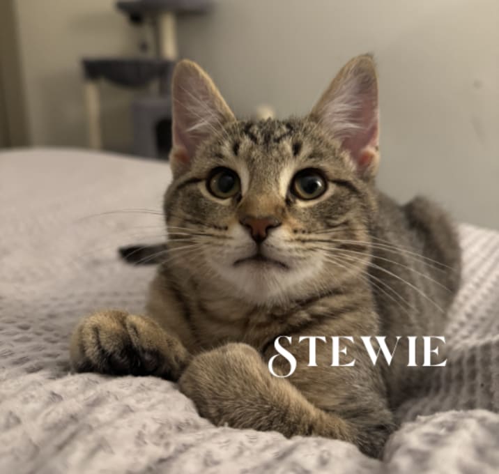 Photo of Cheshire-Stewie