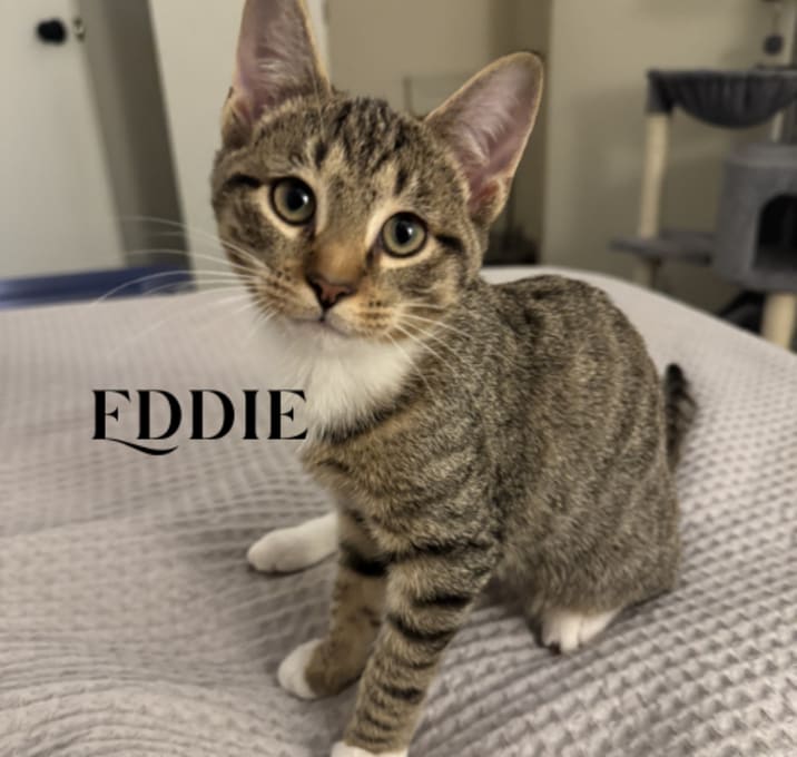 Photo of TweedleDee-Eddie