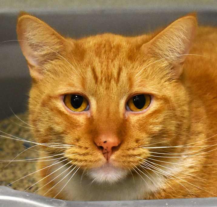 Photo of Hansel (Pineki (22-2z-4))