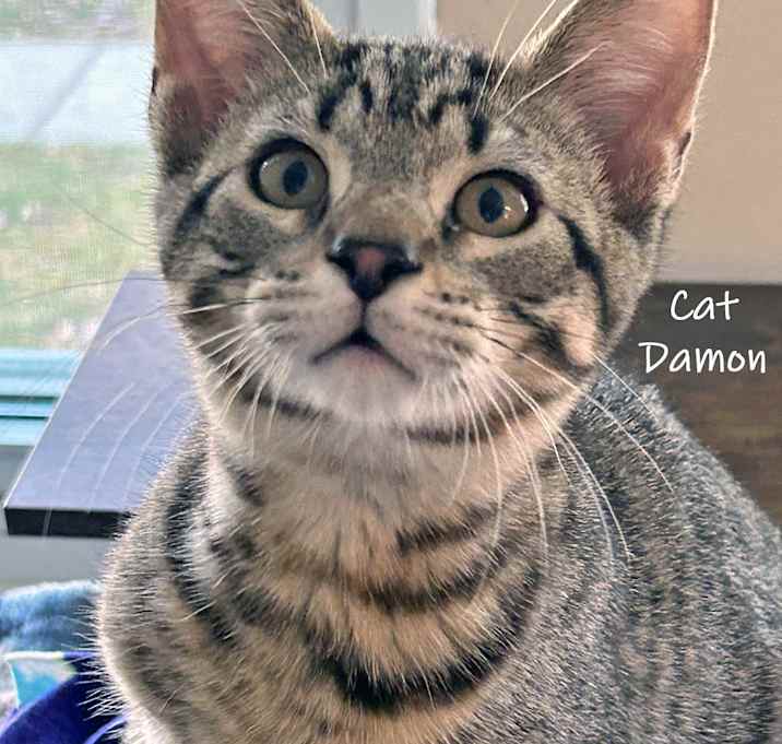 Photo of Cat Damon