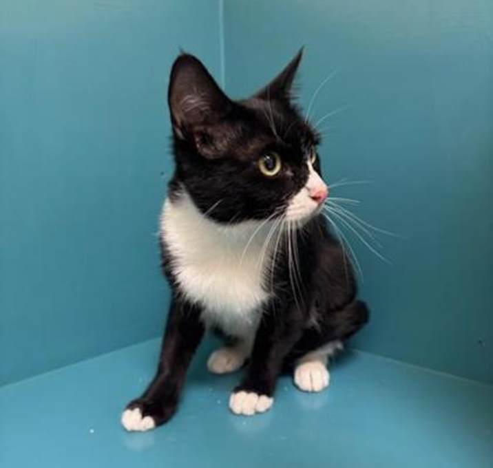 Photo of Catelyn Stark