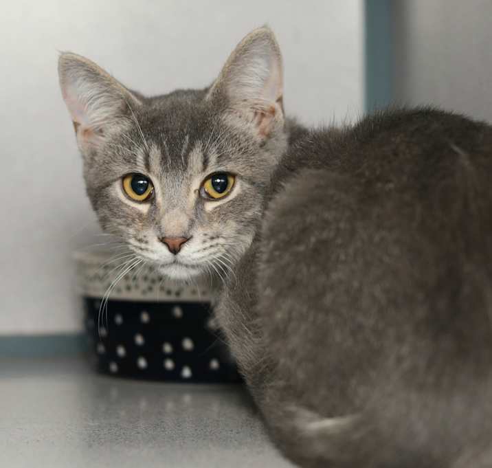 Photo of Flabbergast 