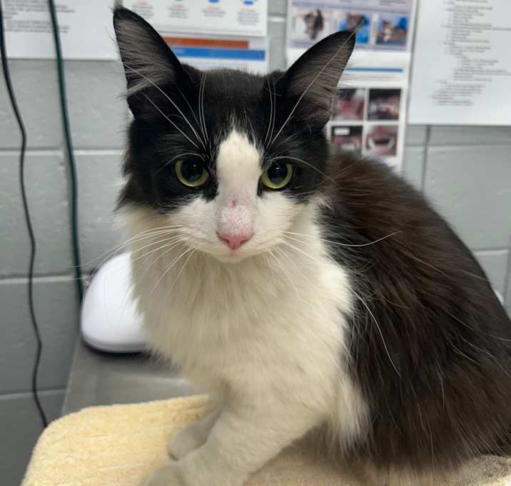 Photo of Purrsilla (Critter Barn)