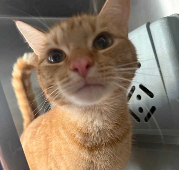 Photo of Sherbert (aka William)