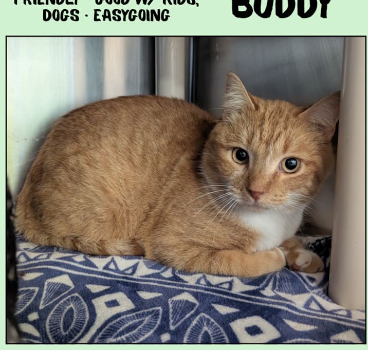 Photo of Buddy