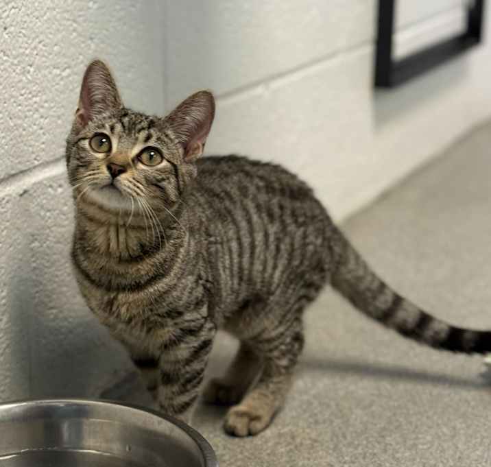 Photo of Academic Dishonesty