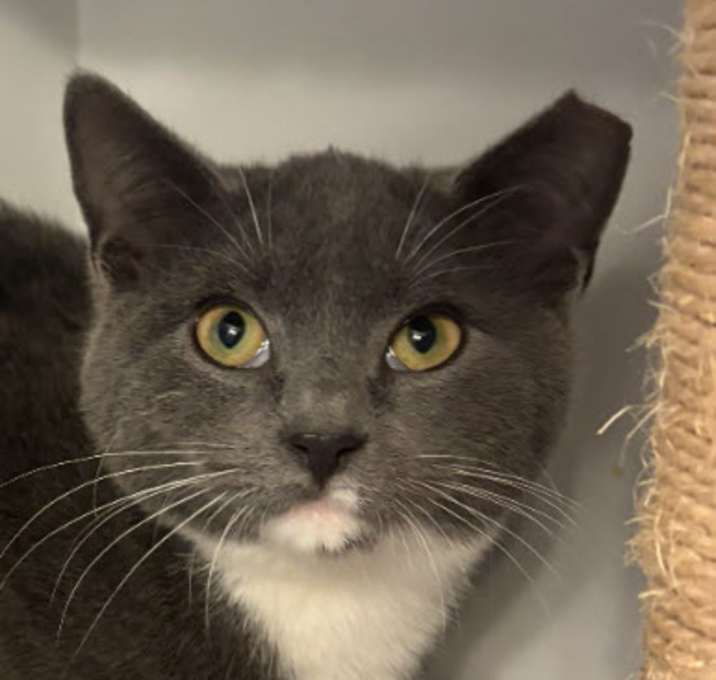 Photo of Porsche Stanton - must adopt w