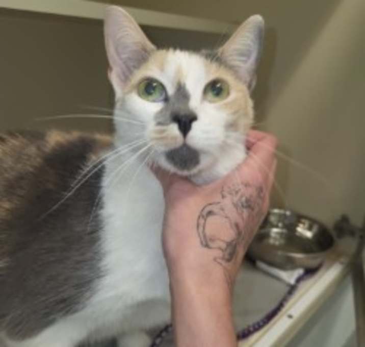 Photo of Queen Meowzarella