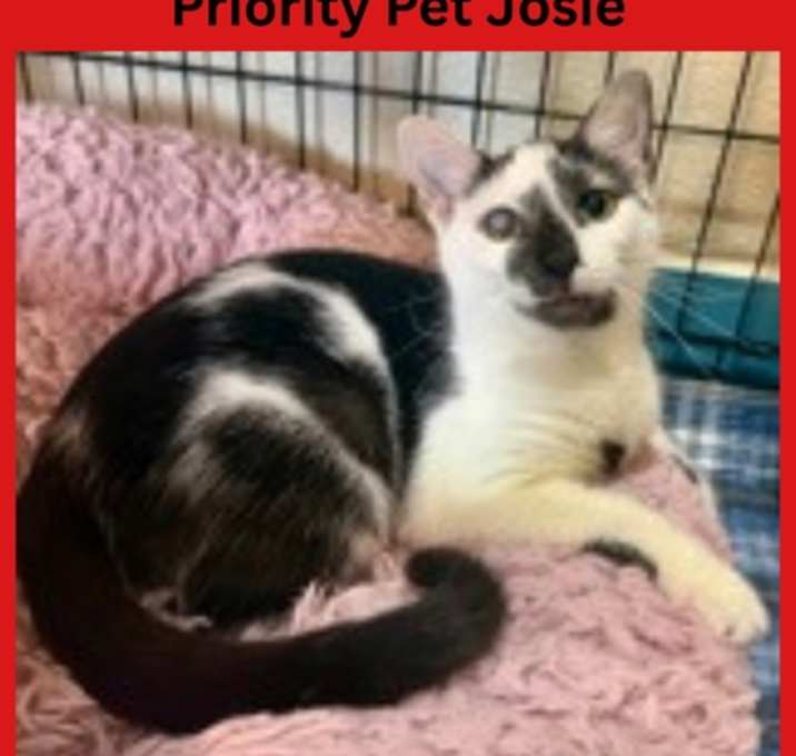 Photo of Josie  “A PRIORITY PET”