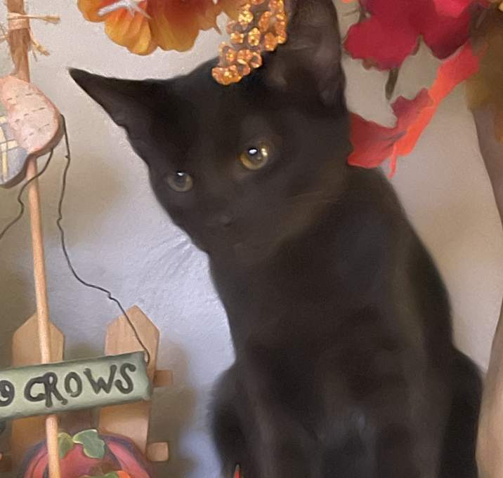 Photo of Poof puff posh