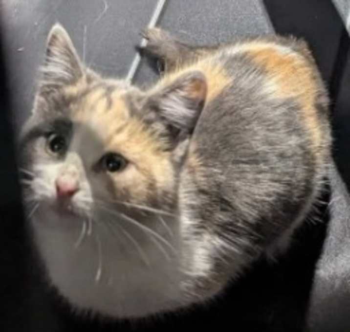 Photo of Copperfield