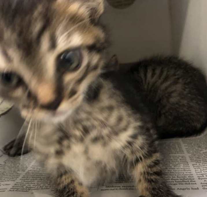 Photo of *SHORTBREAD