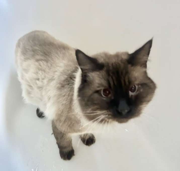 Photo of Hunky Lovebug Napa