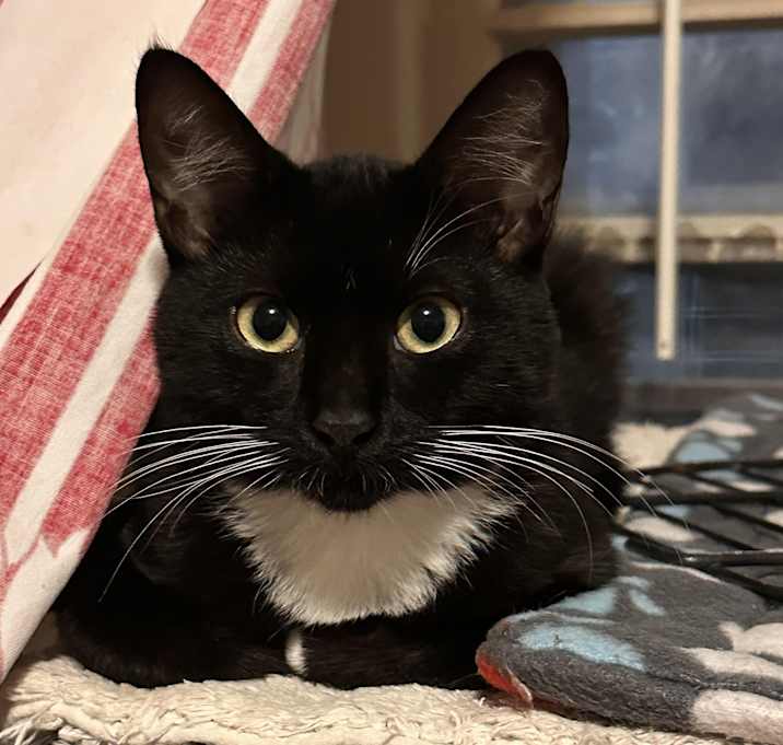 Photo of Letto (with Ennui)