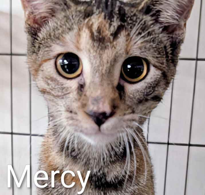 Photo of Mercy