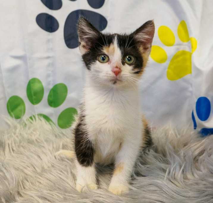 Photo of Reeses Pieces