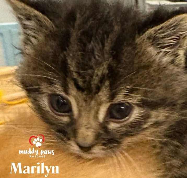 Photo of Hollywood Legends: Marilyn