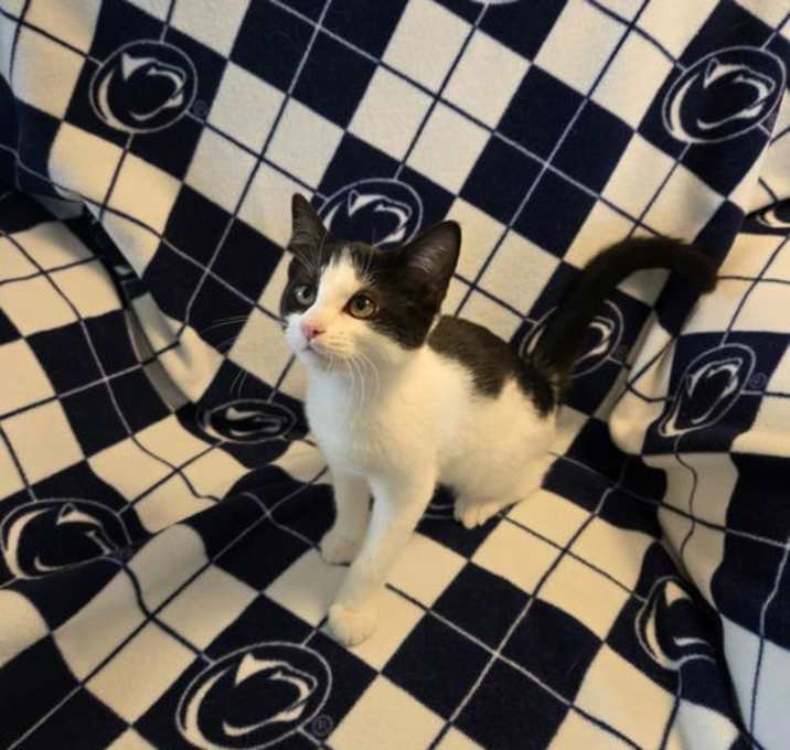 Photo of Elly Mae(foster kitten)